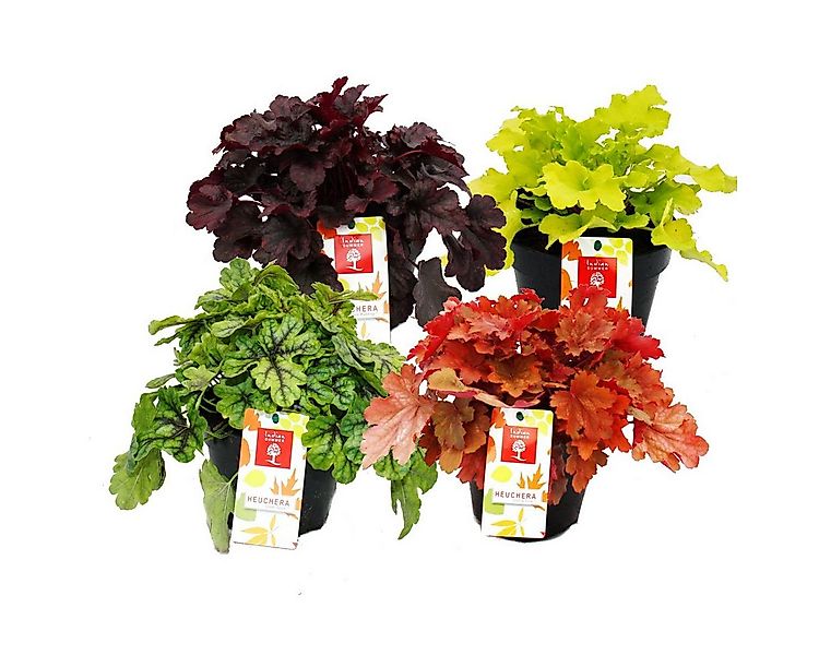 Exotenherz Beetpflanze Winterharter Bodendecker Heuchera-Mix Indian Summer günstig online kaufen