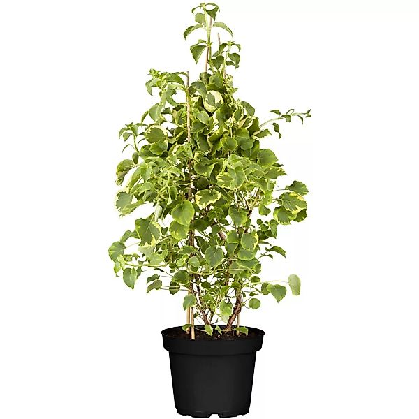 Kletterhortensie Weiß/Creme Topf-Ø ca. 17 Hydrangea petiolaris günstig online kaufen
