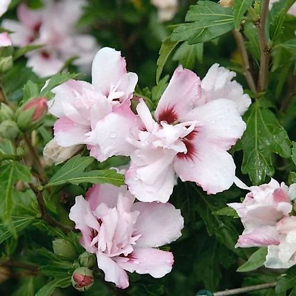 Garteneibisch Pinky Spot 80-100cm - Hibiscus günstig online kaufen