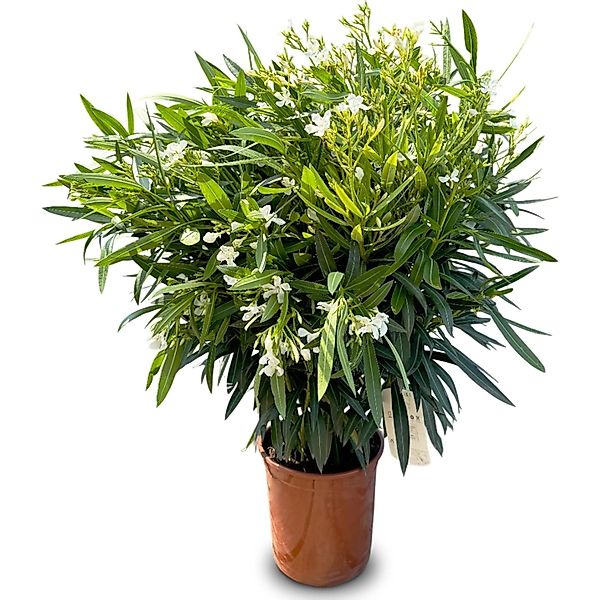 Sunny-Tree Oleander Farbe Weiß  80/100 cm  Nerium Oleander Pflanze für Drau günstig online kaufen