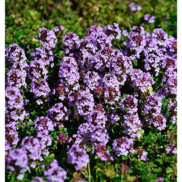 Thymian Doone Valley - Thymus comosus günstig online kaufen