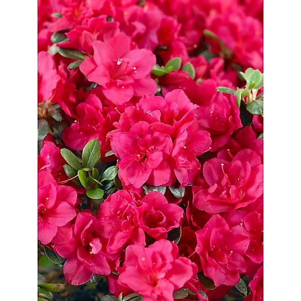 Rhododendron Obtusum Stopplicht Azalee Leuchtend Rot 30–40 cm günstig online kaufen
