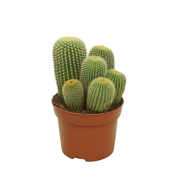 Exotenherz Goldenes Fass Notocactus Leninghausii Parodia Pflegeleichter Kak günstig online kaufen