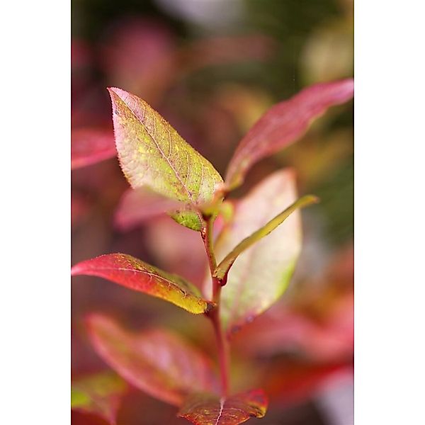 Vaccinium Corymbosum Bluecrop Heidelbeere 30–40 Cm Ertragreich günstig online kaufen
