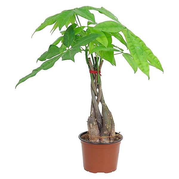GROW by OBI Rasierpinselbaum Topf Ø ca. 12 cm Pachira Aquatica günstig online kaufen