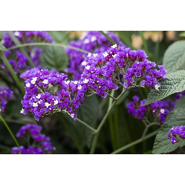 Limonium Latifolium Breitblättriges Strandflieder Ca. 9x9 cm Topf günstig online kaufen