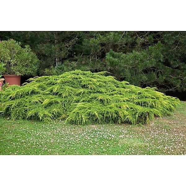 Juniperus Media Pfitzeriana Aurea Gold-Wacholder 80–100 cm günstig online kaufen