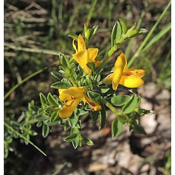 Heideginster 20-30cm - Genista pilosa günstig online kaufen