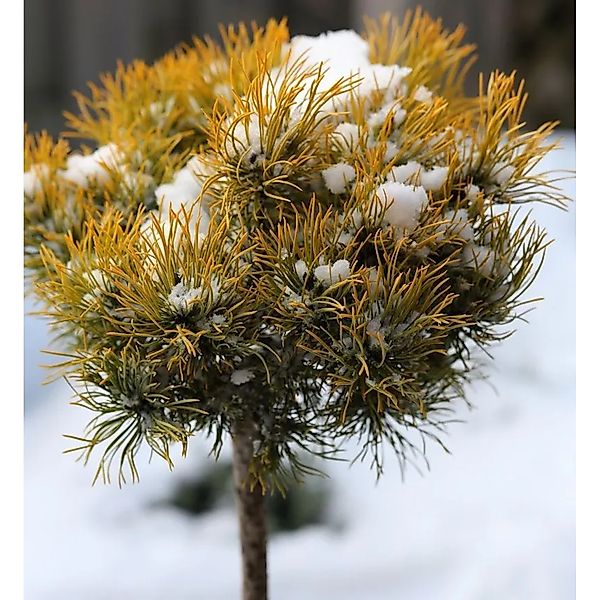 Hochstamm Wintergelbe Zwergbergkiefer 40-60cm - Pinus mugo günstig online kaufen