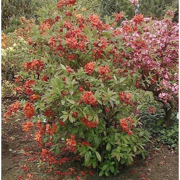 Azalee Barselick 40-50cm - Rhododendron,uteum - Alpenrose günstig online kaufen