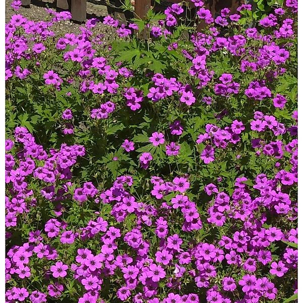 Schwarzäugiger Storchschnabel Ivan - Geranium psilostemon günstig online kaufen