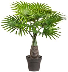 Kunstpalme Palme Mini Palme, Creativ green, günstig online kaufen