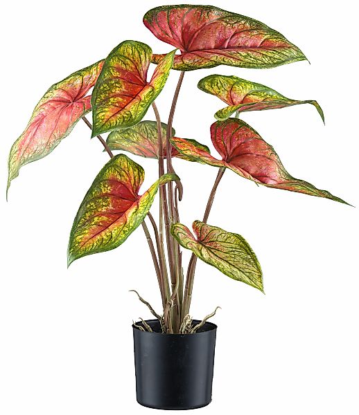 Creativ green Kunstblume "Caladium", mit außergewöhnlicher Farbgebung günstig online kaufen