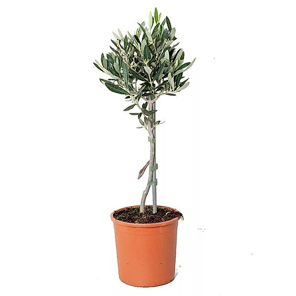 Casa Caron | Olivenbaum Olea Europaea günstig online kaufen