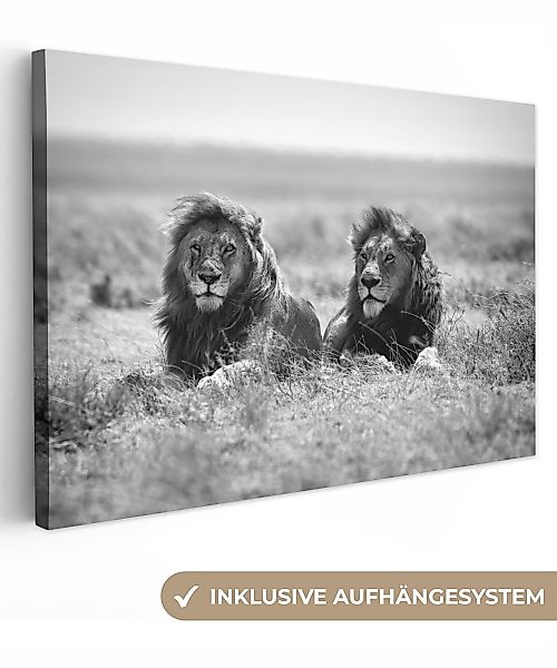 OneMillionCanvasses® Leinwandbild Löwen - Tiere - günstig online kaufen