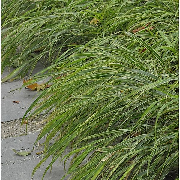 Japan Silberbandgras - Hakonechloa macra günstig online kaufen