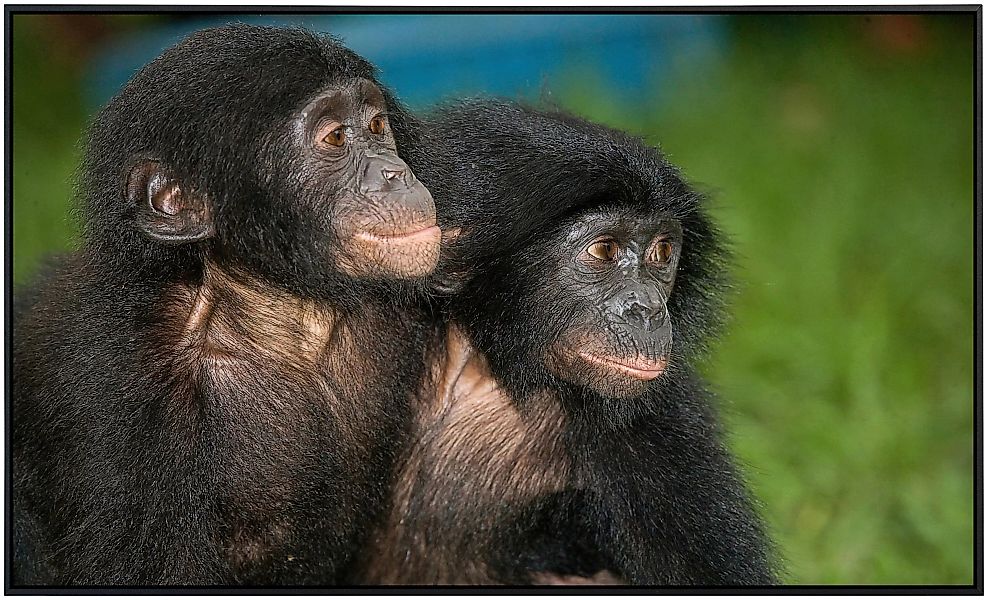 Papermoon Infrarotheizung »Baby Bonobos«, sehr angenehme Strahlungswärme günstig online kaufen