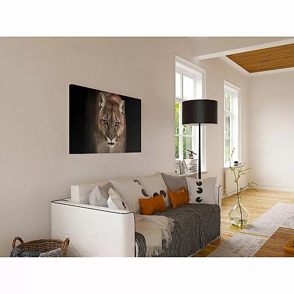home24 Bild Puma günstig online kaufen