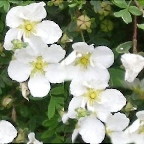 10x Kleiner Spierstrauch Tilford Cream - Potentilla fruticosa günstig online kaufen