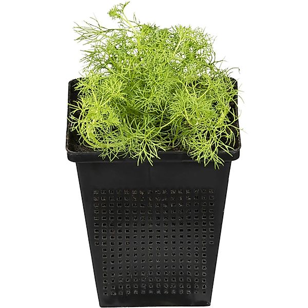Gewöhnlicher Wasser-Hahnenfuß Weiß Topf-Ø ca. 10,5 cm Ranunculus aquatilis günstig online kaufen