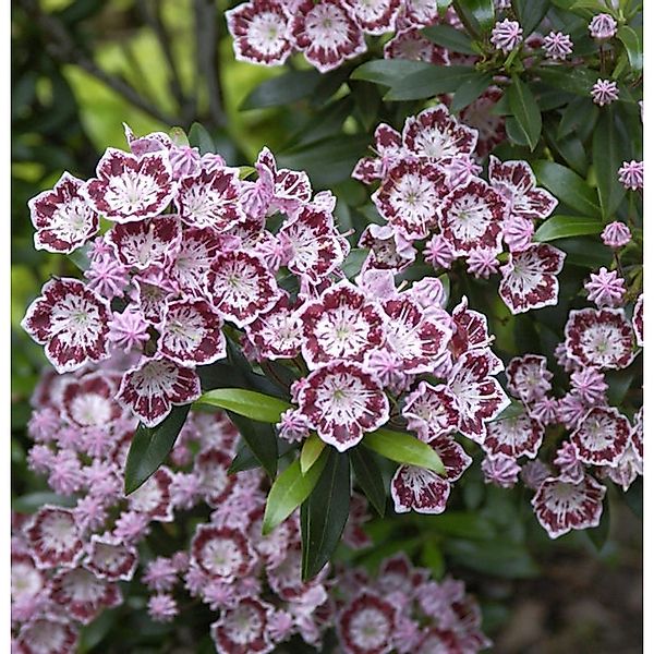 Berglorbeer Minuet 30-40cm - Kalmia latifolia günstig online kaufen