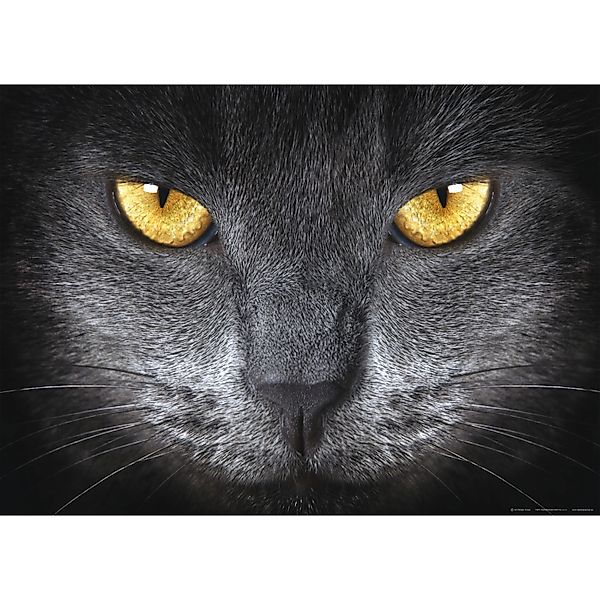Sanders & Sanders Poster Katze Schwarz und Gelb 160 x 110 cm 600701 günstig online kaufen