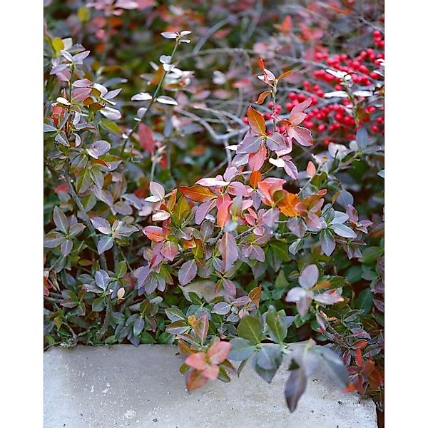 Euonymus Fortunei Coloratus Kriechspindel Ca. 9x9 cm Topf günstig online kaufen