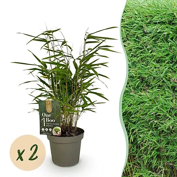 Exotenherz Bambus Fargesia Rufa Grün 2er Set 14cm Topf Höhe 35cm günstig online kaufen