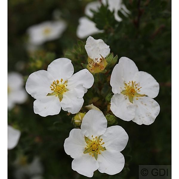 10x Kleiner Spierstrauch Abbotswood - Potentilla fruticosa günstig online kaufen