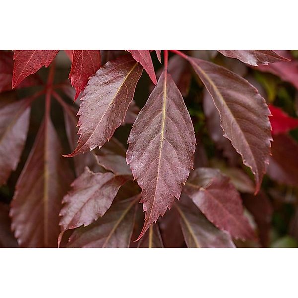 Parthenocissus Quinquefolia Engelmannii Wilder Wein 80–100 cm günstig online kaufen