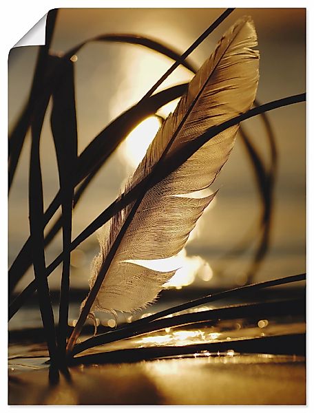 Artland Wandbild "Feder im Abendlicht" Gräser 1 Stk. tlg. als Leinwandbild, günstig online kaufen