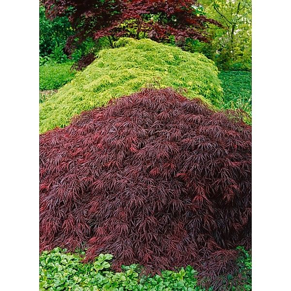 Acer Palmatum Crimson Queen Japanischer Ahorn Rot 40–50 cm günstig online kaufen