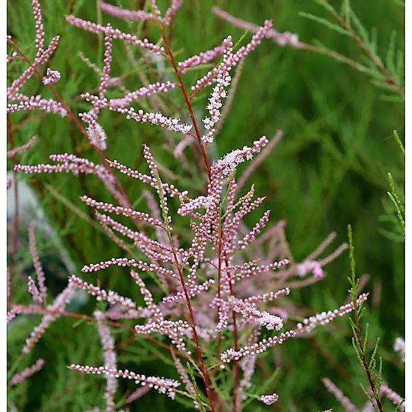 Sommertamariske Rubra 80-100cm - Tamarix ramosissima günstig online kaufen