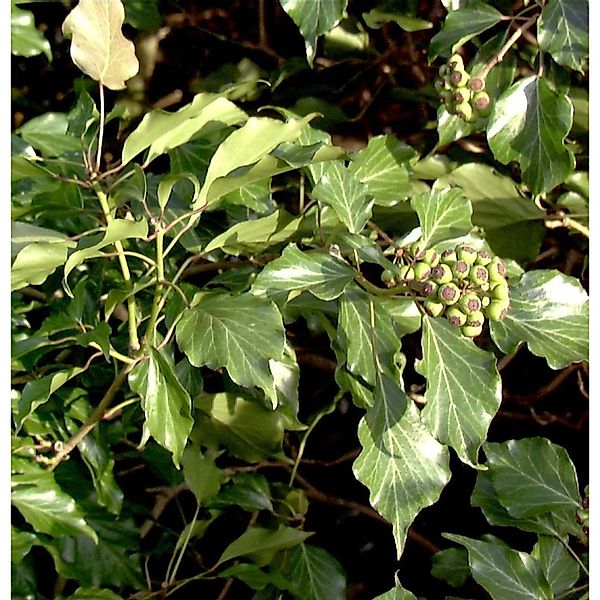 Strauch Efeu 60-80cm - Hedera helix Arborescens günstig online kaufen