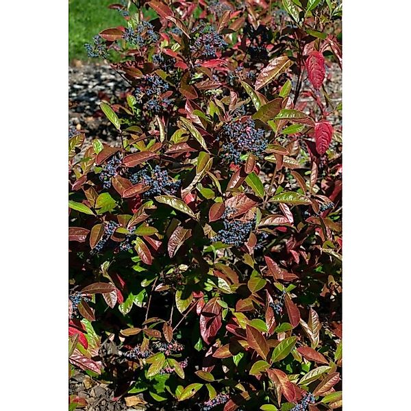 Viburnum Nudum Brandywine Duft-Schneeball Rosa-Weiß 40–60 cm günstig online kaufen
