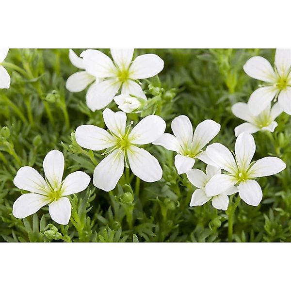 Saxifraga Cespitosa Findling Polster-Steinbrech Ca. 9x9 cm Topf günstig online kaufen