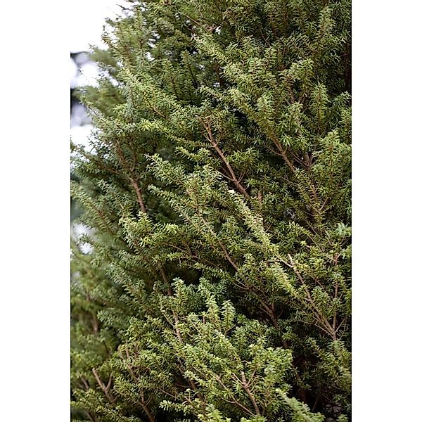 Tsuga Diversifolia Minikin Japanische Hemlocktanne 30–40 cm günstig online kaufen
