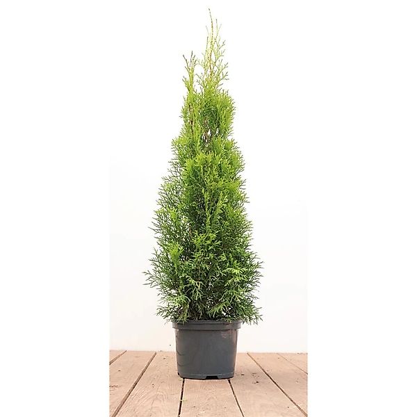 Pflanzen für Dich Konifere Thuja Smaragd, 1 St., Lebensbaum, Abendländische günstig online kaufen