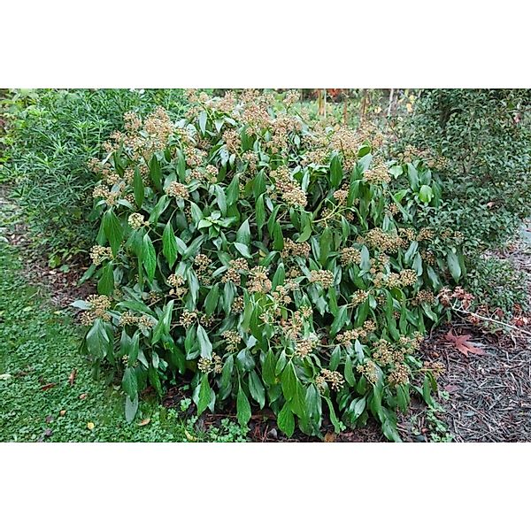 Hedera Colchica Persischer Efeu 60–100 cm günstig online kaufen