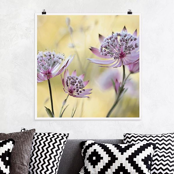 Poster - Quadrat Astrantia Major günstig online kaufen