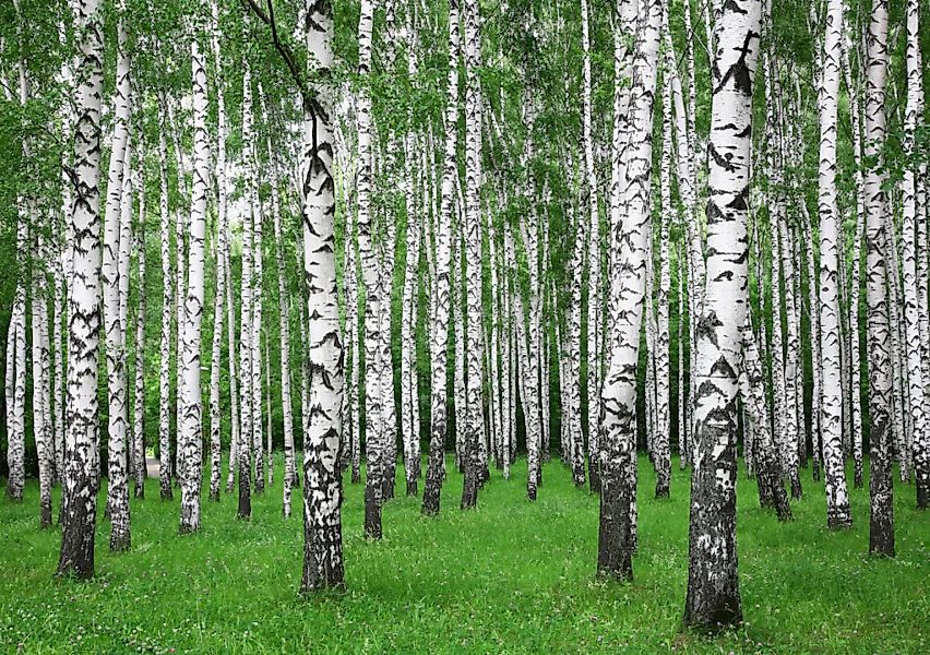 Papermoon Fototapete »Summer Birch Forest« günstig online kaufen
