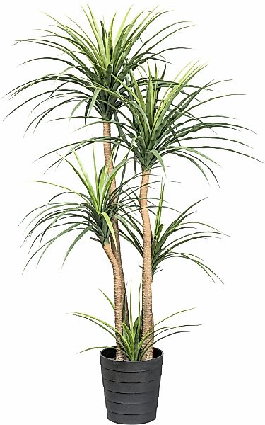 Creativ green Kunstpflanze "Dracaena", auf 5 Stämmen günstig online kaufen