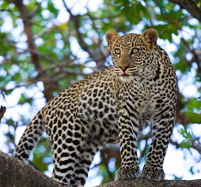 Papermoon Fototapete »Leopard auf dem Baum« günstig online kaufen