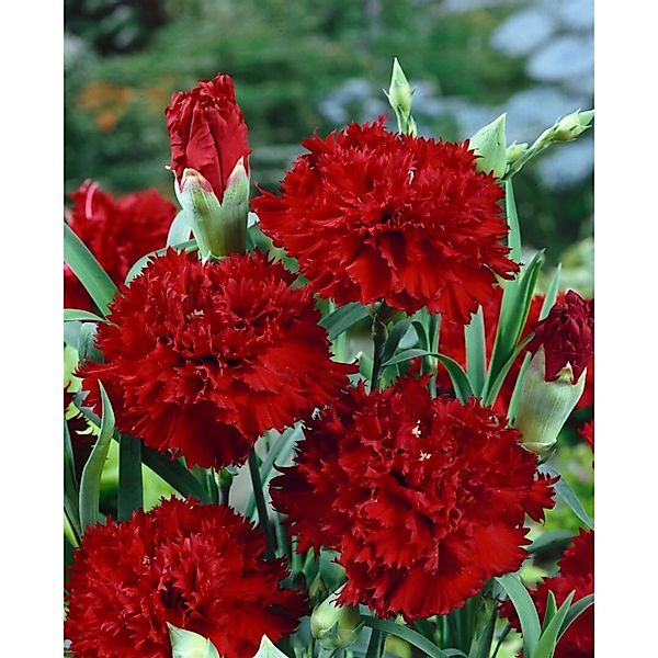 Dianthus Gratianopolitanus Rubin Heidenelke Ca. 9x9 cm Topf günstig online kaufen