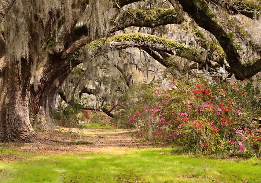 Papermoon Fototapete »Live Oak Tunnel« günstig online kaufen