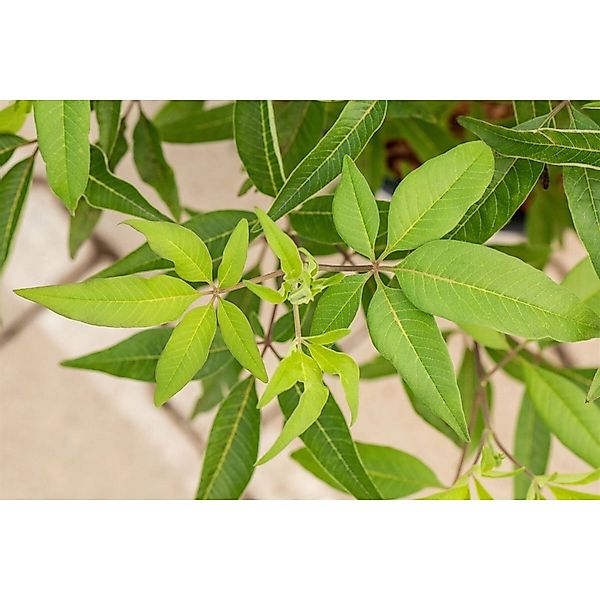 Vitex Agnus-Castus Blue Diddley Mönchspfeffer Blau 30–40 cm günstig online kaufen