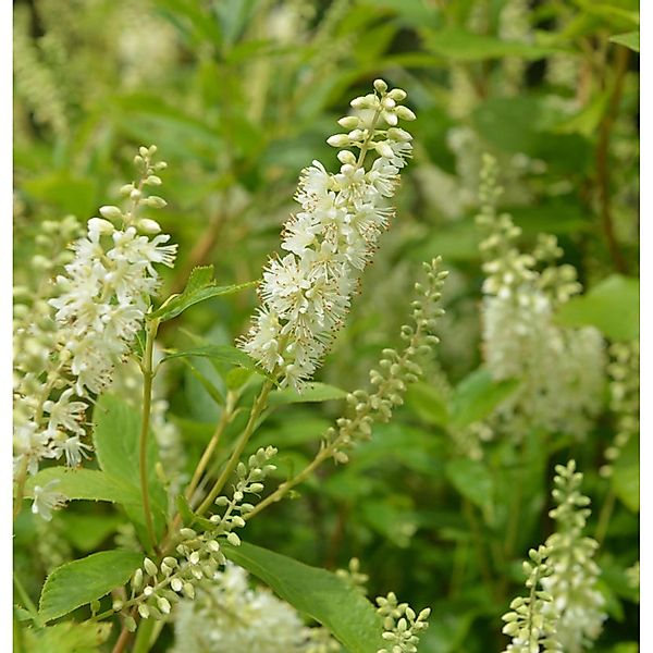 Silberkerzenstrauch Hummingbird 40-60cm - Clethra alnifolia günstig online kaufen