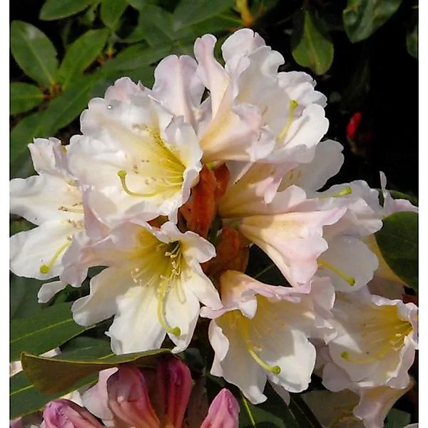 Großblumige Rhododendron Dufthecke weiß 50-60cm - Alpenrose günstig online kaufen
