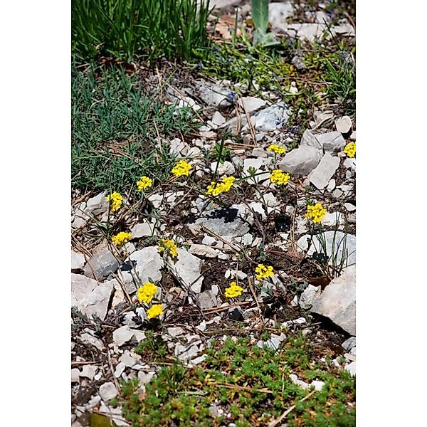 Alyssum Wulfenianum Steinkraut Ca 9x9 cm Topf günstig online kaufen