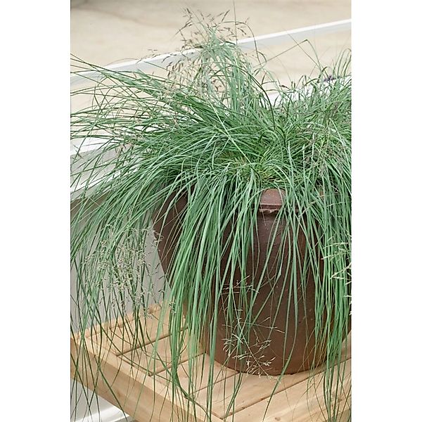 Eragrostis Elliottii Wind Dancer Ziergras Ca. 9x9 cm Topf günstig online kaufen
